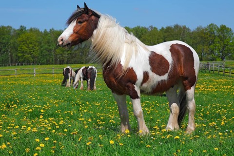 Gypsy Cob