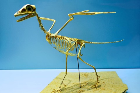 Skeleton