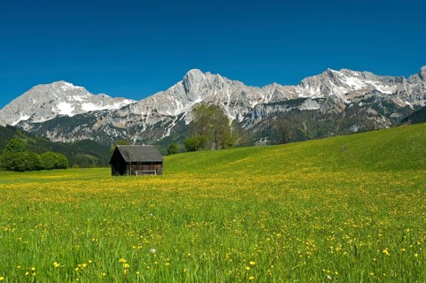 Wooden hut on flower meadow
