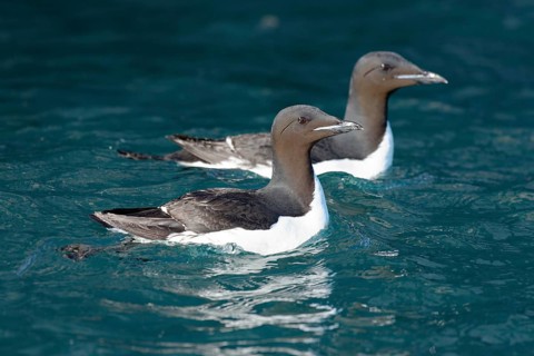 Two Thick-billed murres (Uria lomvia) swim in the Arctic Sea