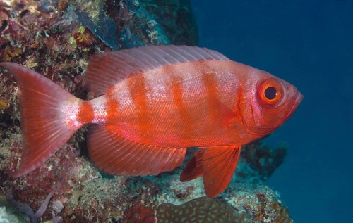 Lunar-tailed Bigeye or Moontail Bullseye (Priacanthus hamrur)