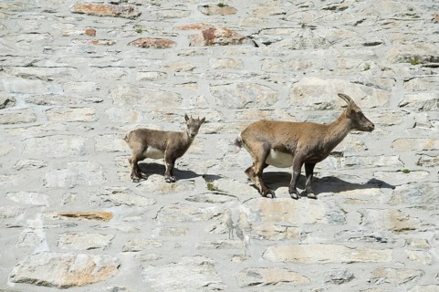 Alpine Ibexes (Capra ibex)