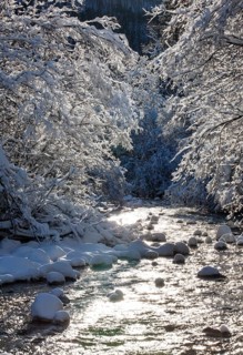 Snow-covered trees by the Ampelsbachl stream in winter