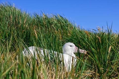 Wandering Albatross (Diomedea exulans) at its nesting site
