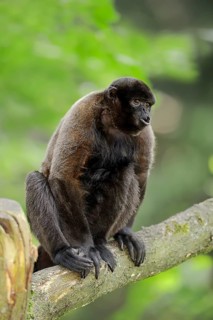 Humboldt's Woolly Monkey or Brown Woolly Monkey (Lagothrix lagotricha)