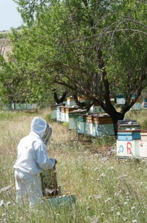 Beekeeper checking a frame of brood