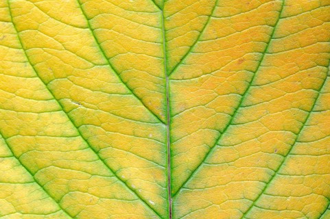 Red Osier Dogwood (Cornus sericea