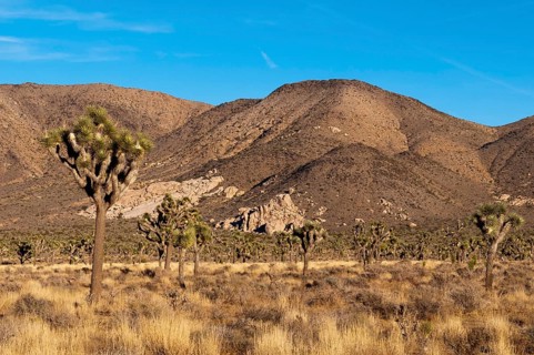 Landscape in the Joshua Tree National Park