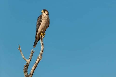 Lanner Falcon (Falco biarmicus)