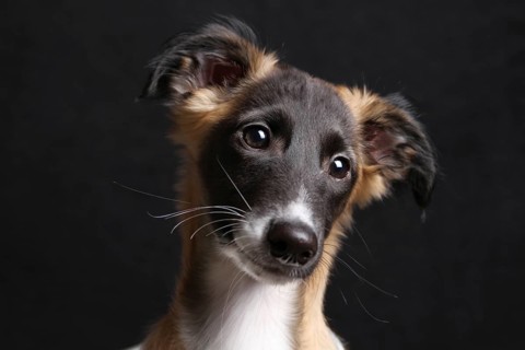 Silken Windsprite puppy