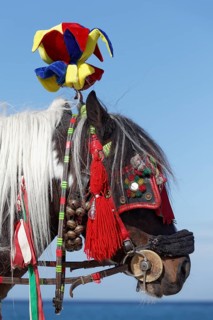 Colourfully decorated horse