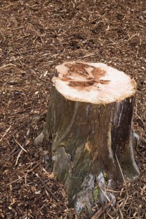 Cut tree stump