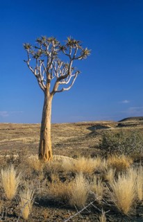 Quiver Tree or Kokerboom (Aloe dichotoma) in the semi-desert