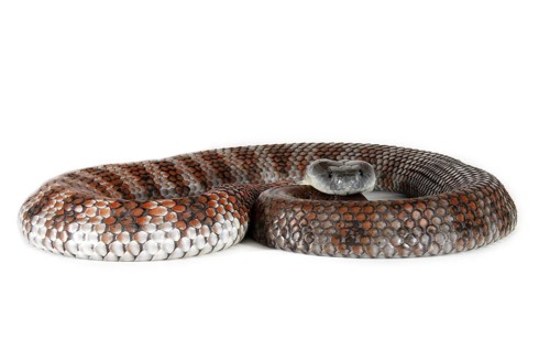 Tiger Snake (Notechis scutatus)