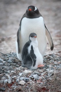 Gentoo Penguin (Pygoscelis papua) and young at nest