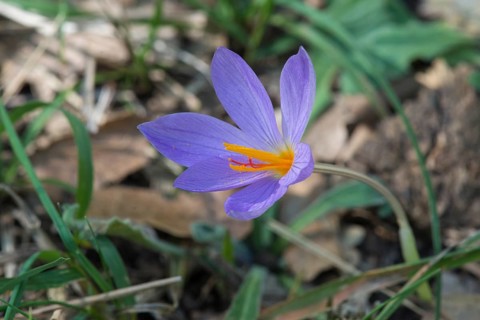 Saffron flower (Crocus sativus)