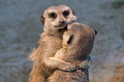 Meerkats (Suricata suricatta) young embracing