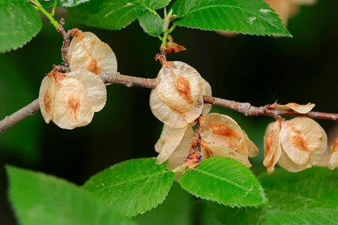 European White Elm or Fluttering Elm (Ulmus laevis)