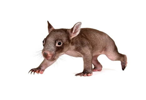Common Wombat (Vombatus ursinus)