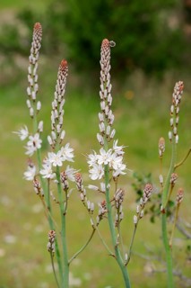White Asphodel (Asphodelus albus)