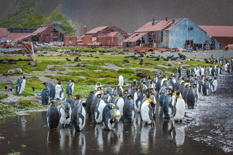 King penguins (Aptenodytes patagonicus) standing between houses at the former Stromness whaling station