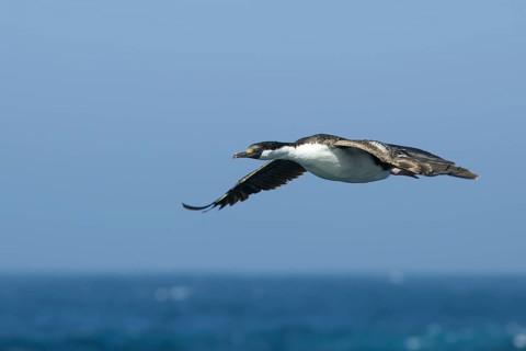 Blue-eyed Shag or Imperial Shag (Phalacrocorax atriceps)