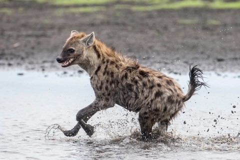 Spotted Hyena (Crocuta crocuta) running through water