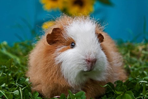 Swiss Teddy Guinea Pig