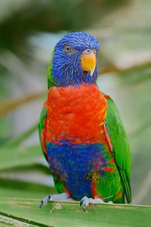 Rainbow Lorikeet (Trichoglossus haematodus moluccanus)