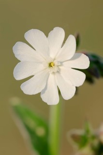 White Campion (Silene latifolia alba)