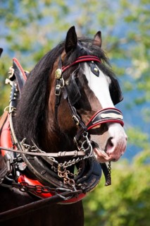 Shire horse with a horse collar