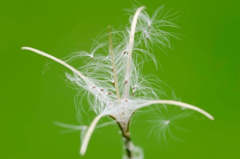 Smallflower Hairy Willowherb (Epilobium parviflorum)
