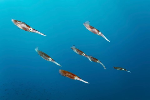 Bigfin reef squid (Sepioteuthis lessoniana)