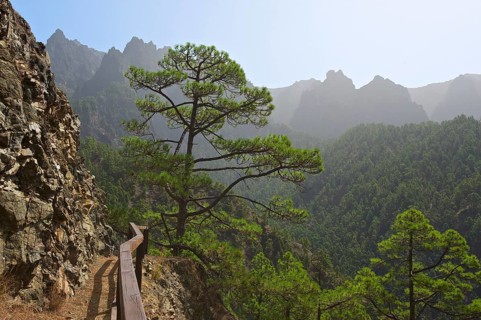 Forest landscape in the Parque Nacional de la Caldera de Taburiente National Park