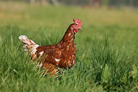 Domestic chicken