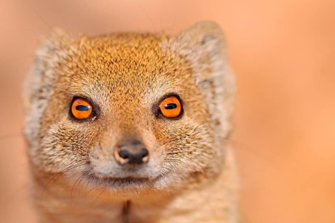 Yellow Mongoose (Cynictis penicillata)