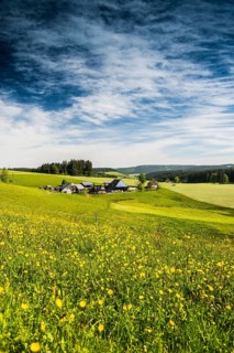 Flower meadow