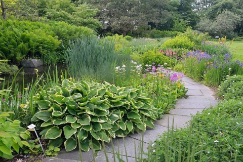 Hosta (Hosta)