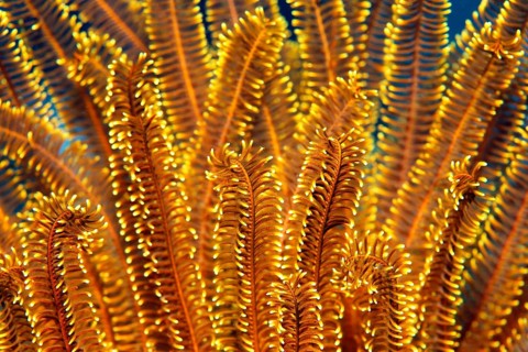 Yellow Feather Star (Comaster sp.)