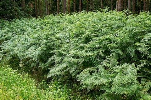 Bracken (Pteridium aquilinum)