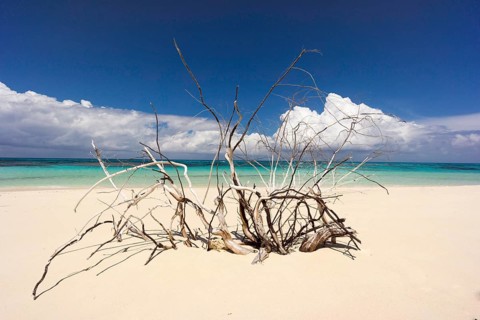 Dead tree on a beach