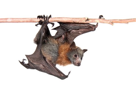 Grey-headed Flying Fox (Pteropus poliocephalus)