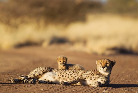 Cheetah (Acinonyx jubatus)