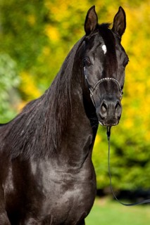 Arabian Thoroughbred Horse wearing a show halter