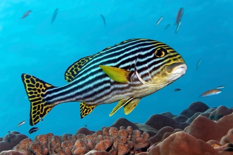 Oriental Sweetlips (Plectorhinchus orientalis