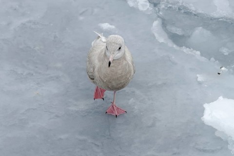 Iceland gull (Larus glaucoides)