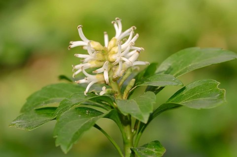 Japanese Pachysandra (Pachysandra terminalis)