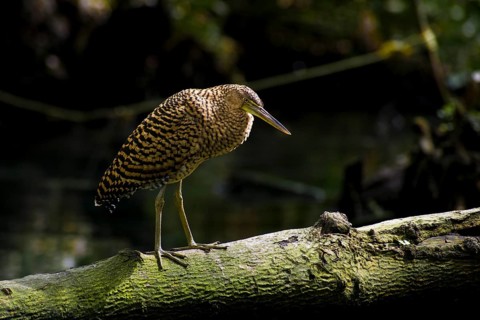 Bare-throated tiger heron (Tigrisoma mexicanum) in mangrove forest