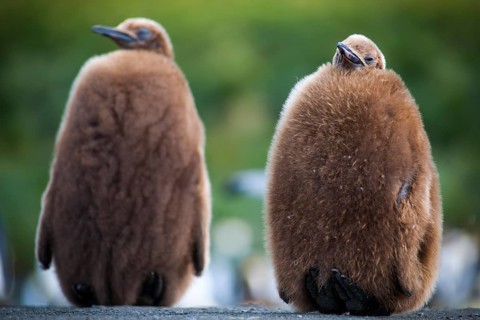 King Penguins (Aptenodytes patagonicus)