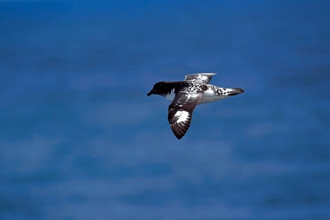 Cape Petrel (Daption capense)